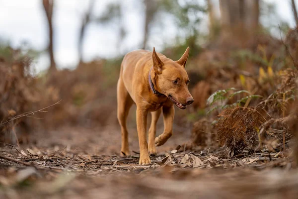 kelpie dog off lead in the bush in a trail in america