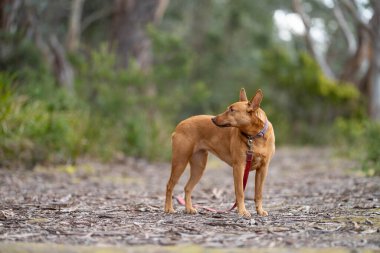 Kelpie Dog, Amerika 'da bir patikada başı çekiyor.