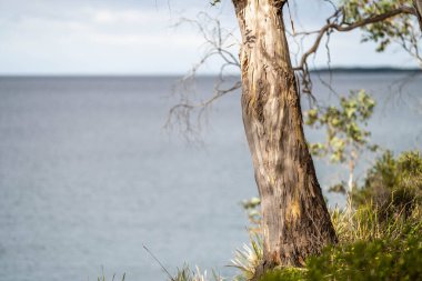 Baharda sahile yakın Avustralya 'ya özgü bitkiler.