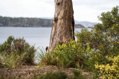 Baharda sahile yakın Avustralya 'ya özgü bitkiler.