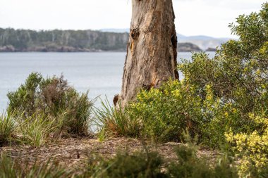 Baharda sahile yakın Avustralya 'ya özgü bitkiler.