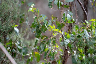 Baharda sahile yakın Avustralya 'ya özgü bitkiler.