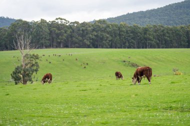 Avustralya 'da bir tarlada otlayan damızlık sığır, inek ve buzağılar. Sürü türleri arasında benekli park, Murray Grey, Angus, Brangus ve Wagyu bahar aylarında uzun otlaklarda bulunur. 