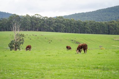 Avustralya 'da otlakta otlayan inekler. 