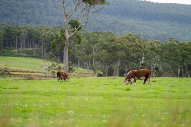 Avustralya 'da bir tarlada otlayan damızlık sığır, inek ve buzağılar. Sürü türleri arasında benekli park, Murray Grey, Angus, Brangus ve Wagyu bahar aylarında uzun otlaklarda bulunur. 