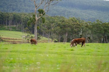 Avustralya 'da otlakta otlayan inekler. 