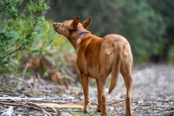 kelpie dog off lead in the bush in a trail in america