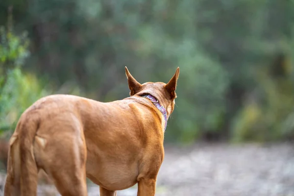 Kelpie Hund Bly Busken Ett Spår Amerika — Stockfoto