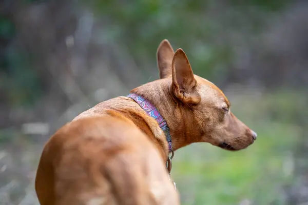 Kelpie Dog Lead Bush Trail America — Stok Foto