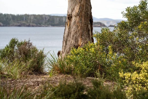 春天在海滩边的澳大利亚海岸植物 — 图库照片