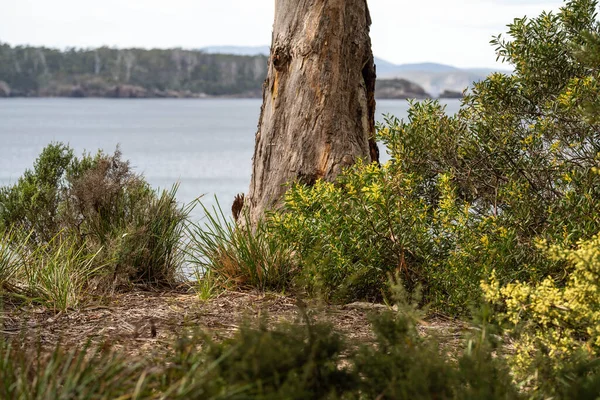 Australische Küsten Pflanzen Strand Frühling — Stockfoto