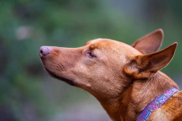 Красный Портрет Собаки Чихуахуа Волосами Парке — стоковое фото