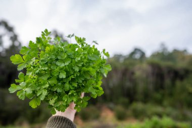 Avustralya 'da yağmurda maydanoz yetiştiren bir tarladaki kadın çiftçi.