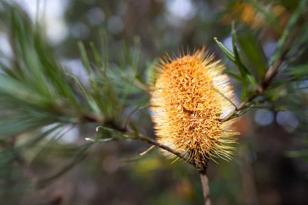 stock image bright native yellow banksia flower in spring in a national park in australia in a national park in america