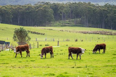 Yeşil çimlerdeki bir tarlada sığır eti. 