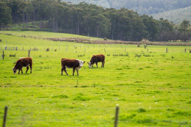 Yeşil çimlerin üzerinde bir tarlada inekler 