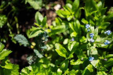 Avustralya kıyı çiçekleri baharda bir tarlada