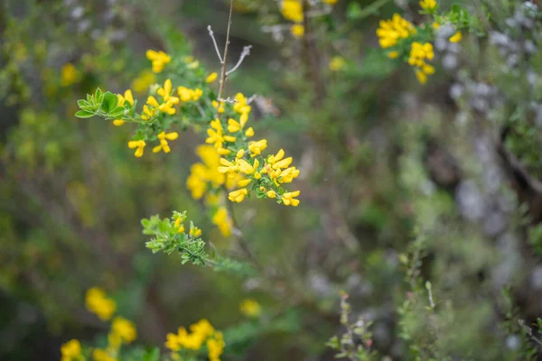 Australijskie Rodzime Żółte Kwiaty Krzakach Wiosną — Zdjęcie stockowe