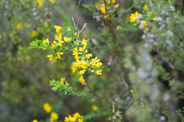 澳大利亚土生土长的黄花在丛林中绽放 — 图库照片