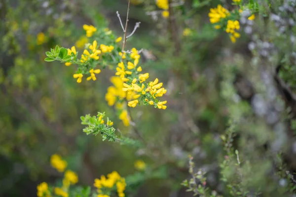 Ausztrál Őshonos Sárga Virágok Bokor Tavasszal — Stock Fotó