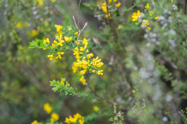澳大利亚土生土长的黄花在丛林中绽放 — 图库照片