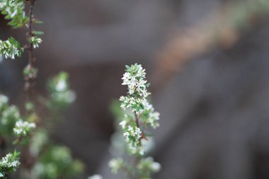 Avustralya yerlisi sarı çiçekler ormandaki ilkbaharda çalılıklarda