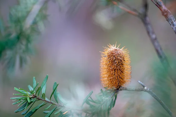 Flores Amarelas Nativas Australianas Arbusto Primavera Floresta — Fotografia de Stock