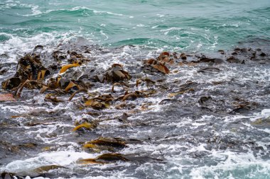 Avustralya 'da okyanusta kayaların üzerinde yosun ve yosun yetişiyor. Dalgalar, Japonya 'daki gelgitle birlikte kayaların üzerinde yosun taşıyor. Deniz yosunu çiftliği