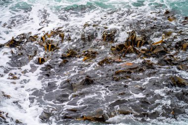 Avustralya 'da okyanusta kayaların üzerinde yosun ve yosun yetişiyor. Dalgalar, Japonya 'daki gelgitle birlikte kayaların üzerinde yosun taşıyor. Deniz yosunu çiftliği