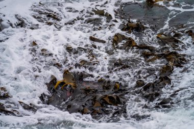 Avustralya 'da okyanusta kayaların üzerinde yosun ve yosun yetişiyor. Dalgalar, Japonya 'daki gelgitle birlikte kayaların üzerinde yosun taşıyor. Deniz yosunu çiftliği