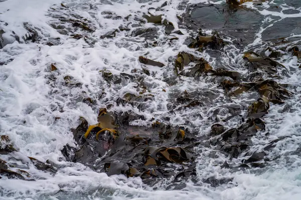 オーストラリアの海洋の岩で育つ海藻と雄牛の昆布 岩の上を航海する波が流れ 日本で潮が流れました シーウィードファーム — ストック写真