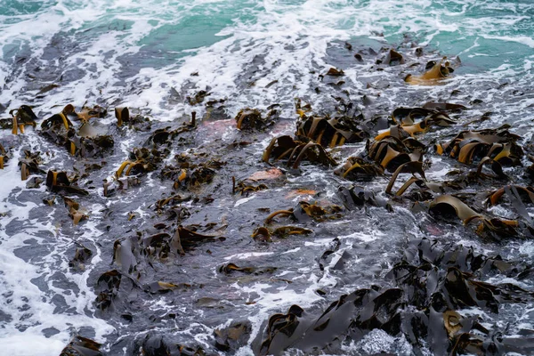 Bull Kelp Seaweed Growing Rocks Edible Sea Weed Ready Harvest — Stock Photo, Image