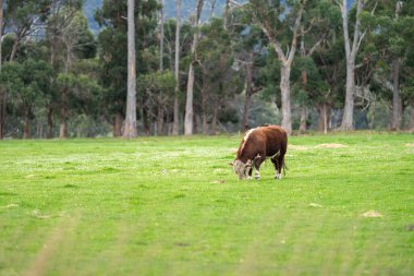 İngiltere 'de bir çiftlikteki bir tarlada sığır eti. Baharda çayırda otlayan İngiliz sığırları. Çayırda büyüyen yeşil çimenler 
