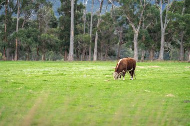 Avustralya 'da bir tarlada otlayan bir boğa.