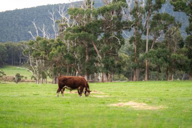Avustralya 'da bir tarlada otlayan bir boğa.