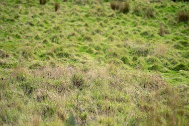 Avustralya 'da baharda bir tarlada büyüyen çayırlar.