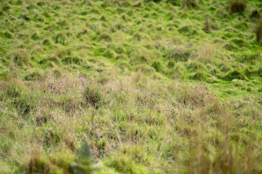 Amerika 'da bir çiftlikte büyüyen yeşil çimenler