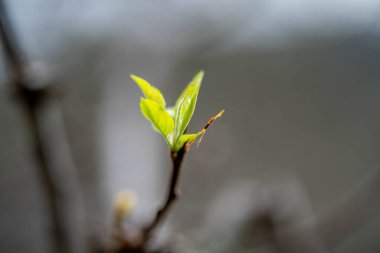 Elma bahçesi baharda yeni yapraklar alıyor. 