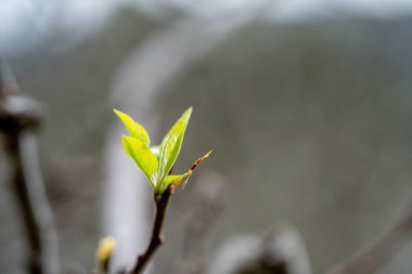Elma bahçesi baharda yeni yapraklar alıyor. 