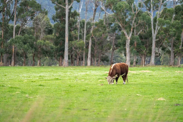 Hereford Stud Bull Weidet Auf Gras Auf Einem Feld Australien — Stockfoto