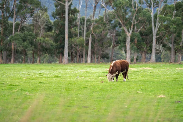 Stud Naudanlihaa Täällä Lehmiä Pellolla Maatilalla Englannissa Englantilainen Karja Kevätlaitumella — kuvapankkivalokuva