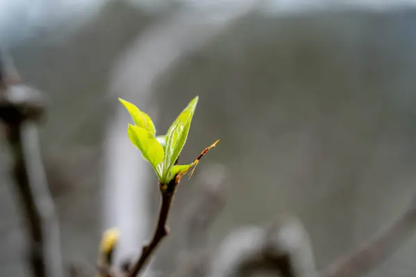 Apple Orchard Getting New Leaves Spring — Stock Photo, Image