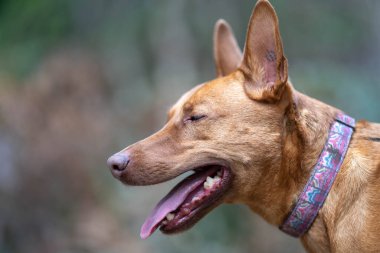 Avusturalya 'da çalışan Kelpie köpeğinin portresi.