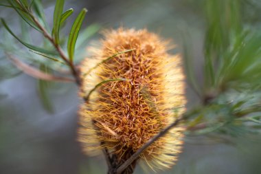 Avustralya yerlisi sarı çiçekler ormandaki ilkbaharda çalılıklarda