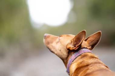 Baharda Avustralya 'da bir çiftlikte çimlerde oturan kelpie köpeği üzerinde çalışmak.