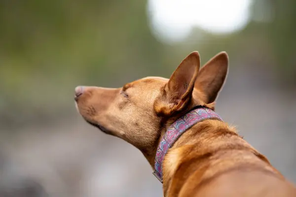 Portret Psa Kelpie Pracującego Australii — Zdjęcie stockowe