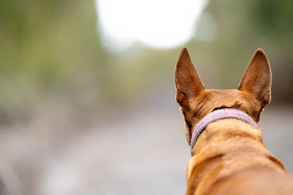 Робоча Собака Кераміки Сидить Траві Фермі — стокове фото