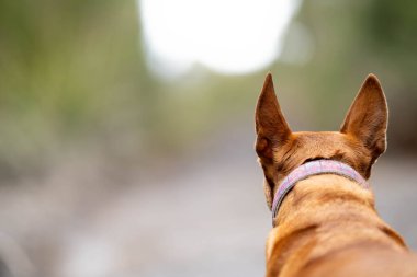 Avusturalya 'da çalışan Kelpie köpeğinin portresi.