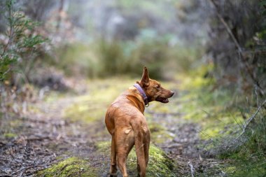 Avusturalya 'da çalışan Kelpie köpeğinin portresi.