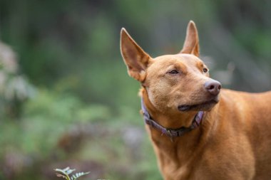 Baharda Avustralya 'da bir çiftlikte çimlerde oturan kelpie köpeği üzerinde çalışmak.